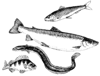 *Herring, salmon, eel and perch