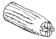 *Illustration of an antler stamp